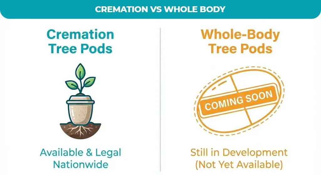 Cremation-VS-Whole-Body